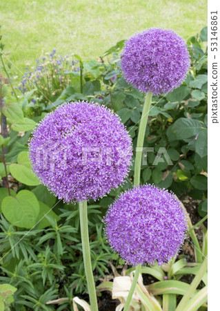 Allium Gigantium 53146861