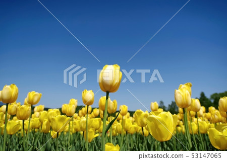Yellow tulips 53147065