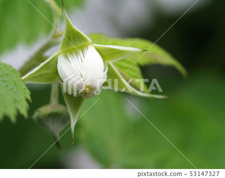 Raspberry Flower Raspberry Flower 53147327