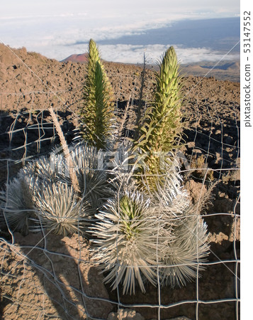 Silver cereus 53147552