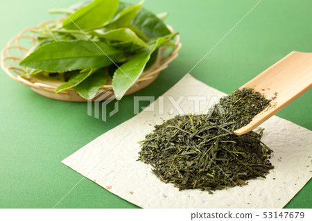 茶芽 茶芽 53147679