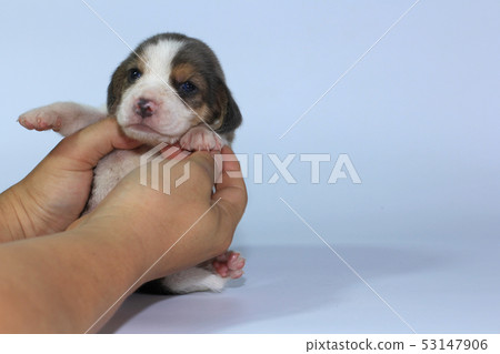 Silver clearance beagle puppy