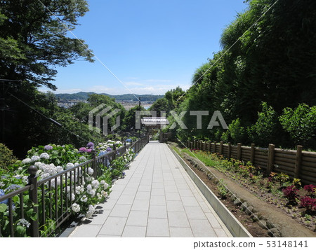 Hydrangea of the Daikakuji School Fumeizan Hotoji Shijoin Hydrangea of the Daikakuji School Fumeizan Hotoji Shijoin 53148141