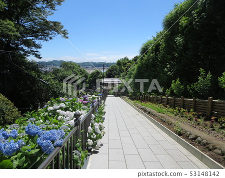 Hydrangea of the Daikakuji School Fumeizan Hotoji Shijoin 53148142