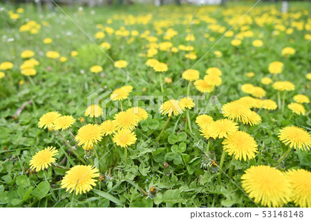  Dandelion 53148148