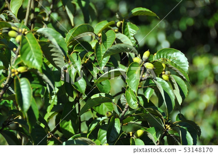 Acorn 53148170