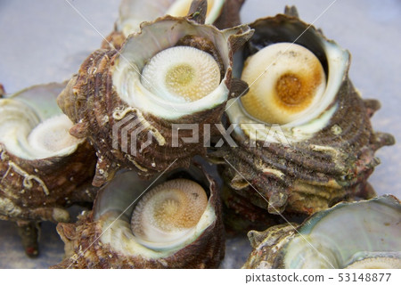 Sazae的形象 Sazae的形象 53148877