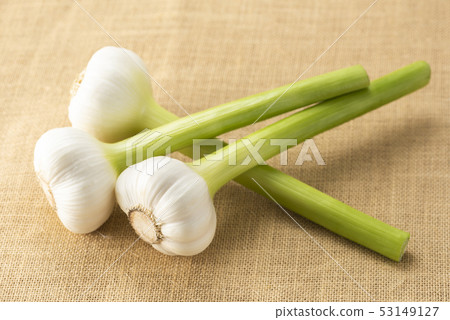 生大蒜 53149127