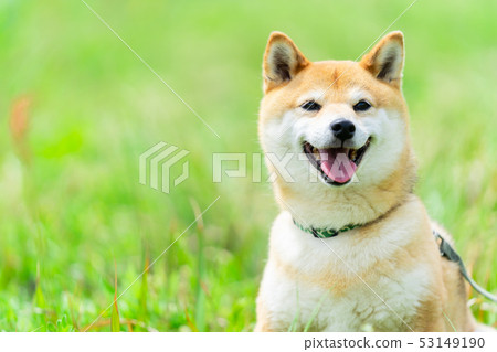 Shiba Inu Dogs On Green Background Domestic Stock Photo