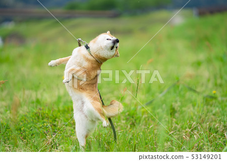 Shiba Inu dogs on green background Domestic dogs Japanese dogs General dogs Walk Play 53149201