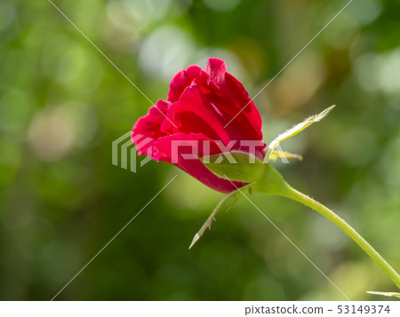 Close up red of Floribunda rose flower Close up red of Floribunda rose flower 53149374