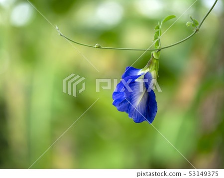 Side of Blue Pea flower or Butterfly Pea flower 53149375