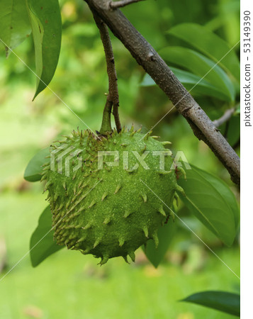 Close up Soursop, Prickly Custard Apple. 53149390