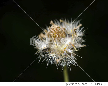 Coat buttons or Mexican daisy flower Coat buttons or Mexican daisy flower 53149393
