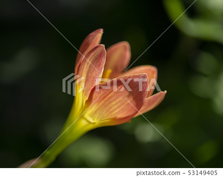 Close up of beautiful rain lily flower. 53149405