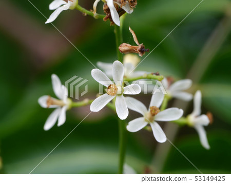 Close up Azardirachta excelsa (Jack) Jacobs 53149425
