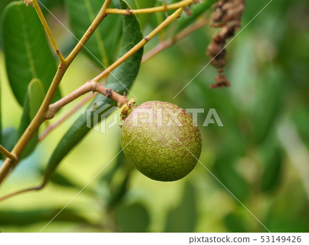 Close up a Longan fresh on longan tree. 53149426