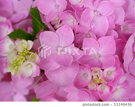Close up Hydrangea flower 53149436