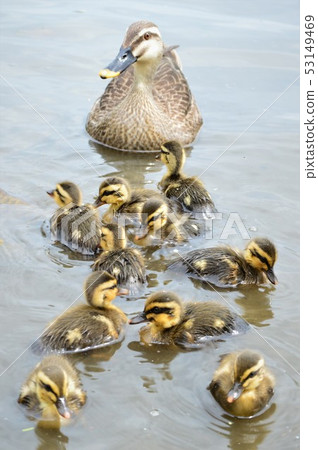 Karugamo's parent and child take a walk in the pond Karugamo's parent and child take a walk in the pond 53149469