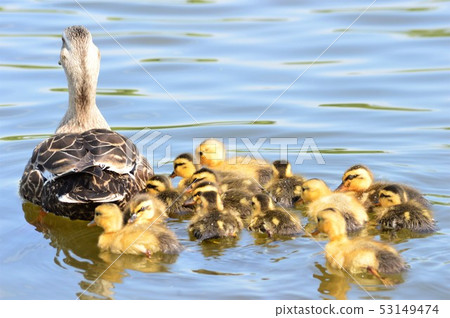 Karugamo's parent and child take a walk in the pond 53149474