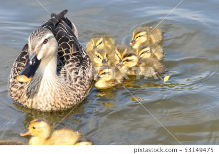 Karugamo's parent and child take a walk in the pond 53149475