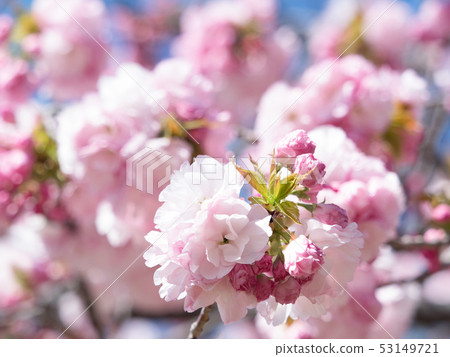 Yae Sakura SATOZakura group Edo system 53149721