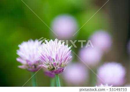 韭菜草 韭菜草 53149733