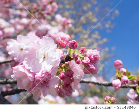 雙櫻花 53149840