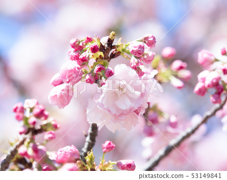 雙櫻花 53149841