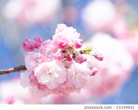 Double cherry blossoms 53149842