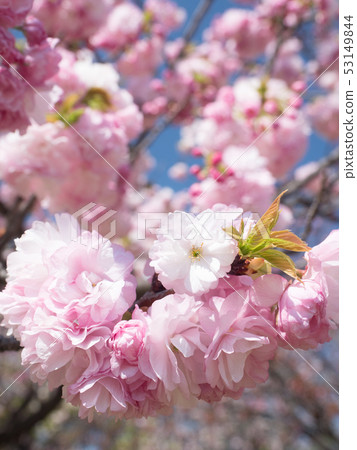 雙櫻花 53149844