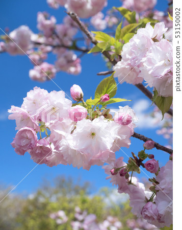 雙櫻花 53150002