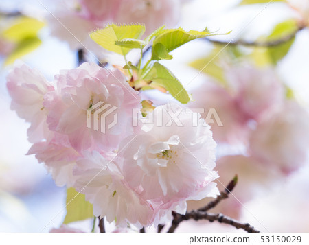 Yae Sakura Matsuzuki 53150029