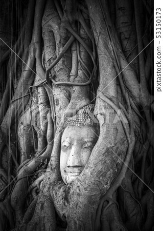 Buddha Head in Tree Roots, Wat Mahathat, Buddha Head in Tree Roots, Wat Mahathat, 53150173