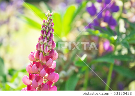 Lupine flowers Lupine flowers 53150438