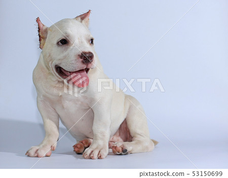 3 months pitbull dog on white background 3 months pitbull dog on white background 53150699