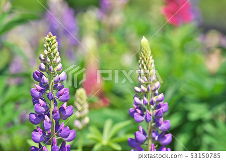 Lupine flowers Lupine flowers 53150785