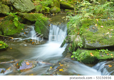 Flowing stream in the autumn forest Flowing stream in the autumn forest 53150936
