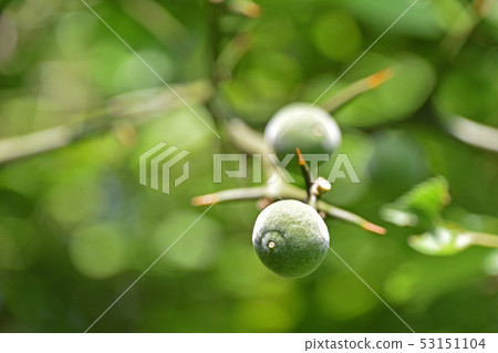 Young fruit of trifoliate Young fruit of trifoliate 53151104