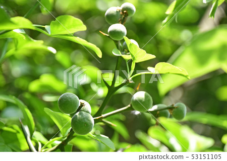 Young fruit of trifoliate 53151105