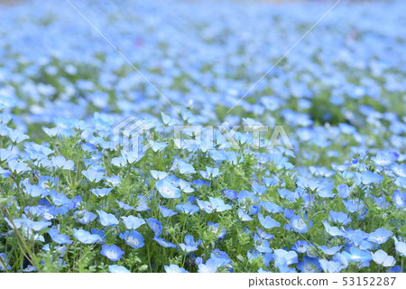 Nemophila 53152287