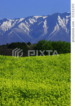 Mt. Iwate and Nanohana Mt. Iwate and Nanohana 53152355