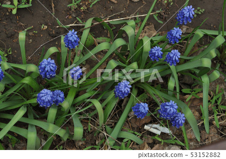 Primula blue Muscari Primula blue Muscari 53152882