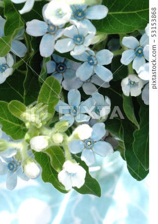 花束 花束 53153868