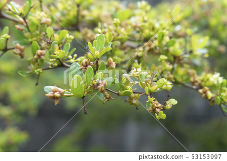 Close up of Fukien tea tree Close up of Fukien tea tree 53153997