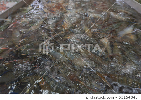 Fresh shrimp 53154043