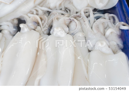 Fresh squid from fresh sea 53154049
