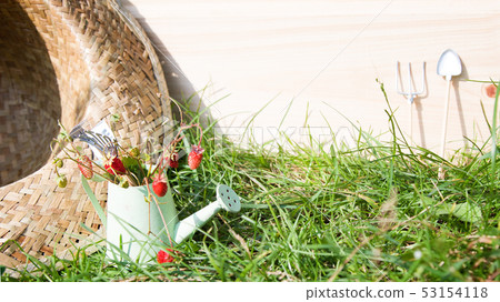Watering can, wild strawberry, straw hat and tools 53154118