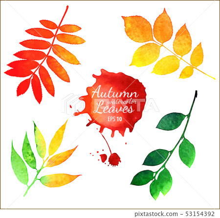 Vector watercolor autumn leaves collection - Stock Illustration ...