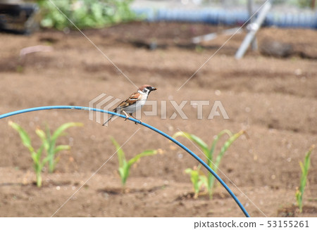 Sparrow Sparrow 53155261